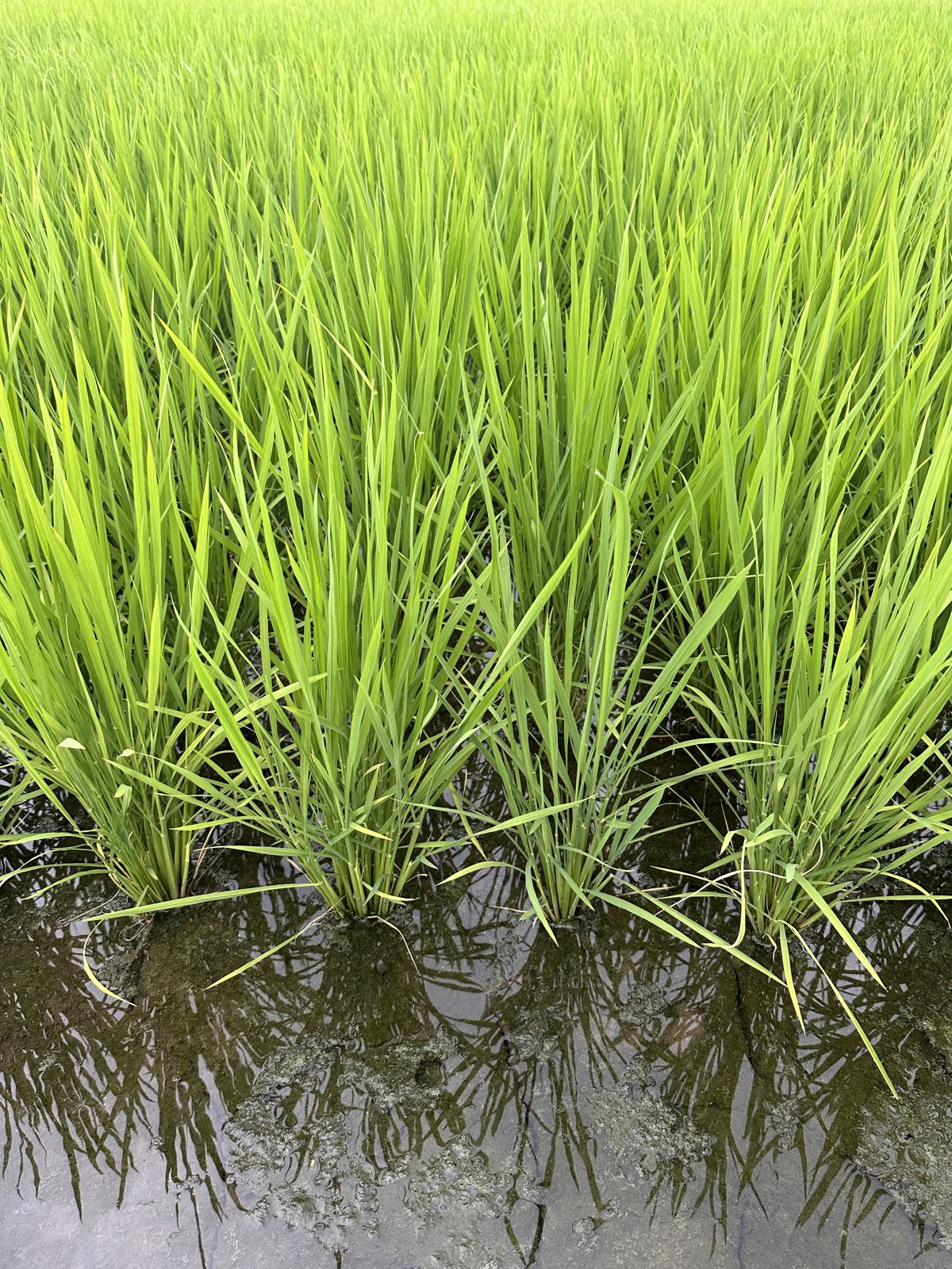 田んぼの水に根元を浸し、青々と育つ稲