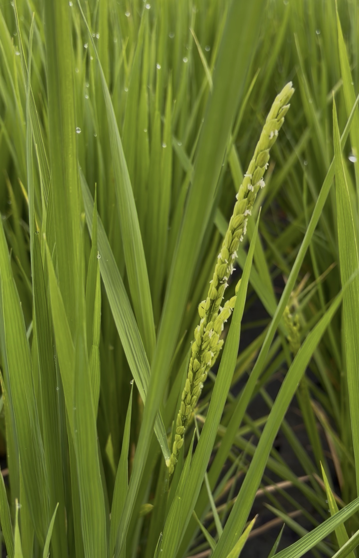 朝露の残る稲の葉の間から顔を出し、小さな白い花を咲かせた穂
